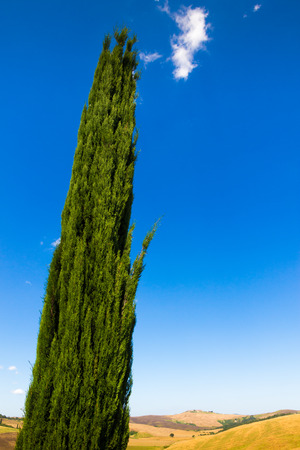Cypresse on a hill near Asciano in Crete Senesi, Tuscany, Italyの写真素材