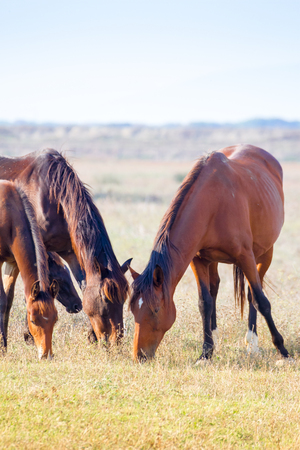 Alberese (Gr), Italy, horses grazing in the maremma country in Tuscany, Italyの写真素材