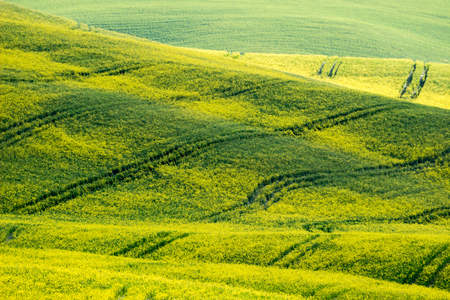 Siena area, Italy. Beautiful view of the country hills in a spring early morningの写真素材