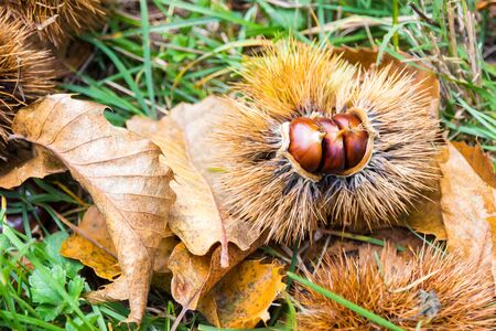 Chestnuts in the burr on the ground in the Mediterranean scrub in Tuscany, Italyの写真素材