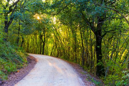 Beautiful road in the wood in autumn at late afternoon in Tuscany, Italy