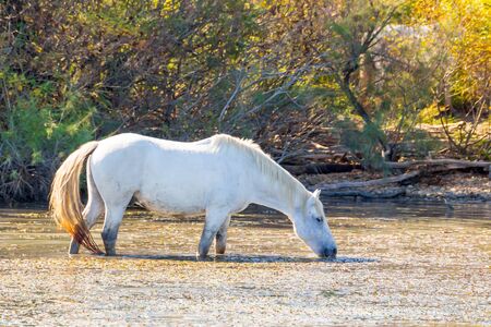 Two white horses in a beautiful summery sunny day in Camargue, Franceの写真素材