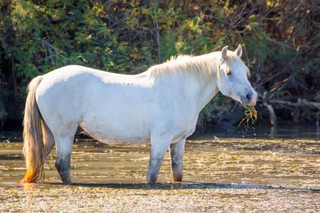 Two white horses in a beautiful summery sunny day in Camargue, Franceの写真素材