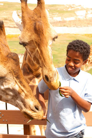 Young boy feeding giraffes at the zoo.の写真素材
