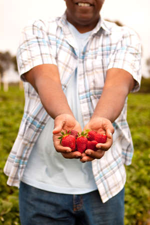 Close up of hands in a patch picking strawberries.の写真素材