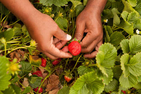 Close up of hands in a patch picking strawberries.の写真素材