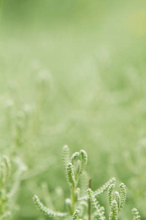 Green wall background.の写真素材