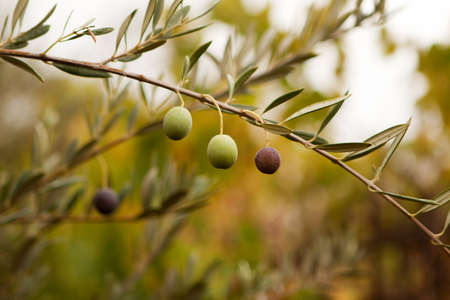 Green olive branch.の写真素材