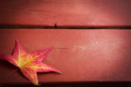 Red fall background with leaves.の写真素材