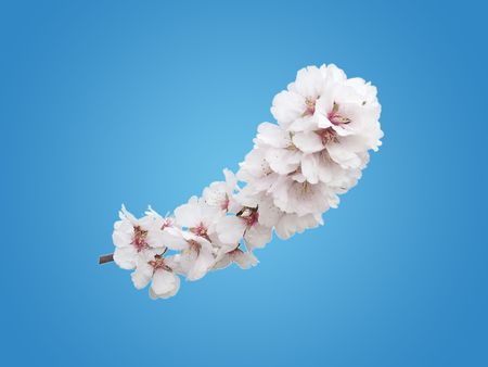 almond, flower,agriculture,background,bloom,blossom,branchの写真素材