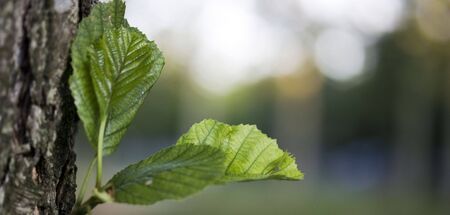 photo of a new leaf born on a treeの写真素材