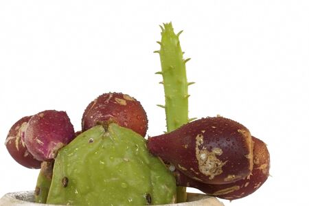 Photo of a cactus fig plant