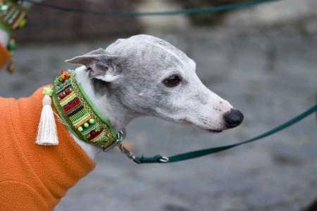 a background photo of a dog with collarの写真素材