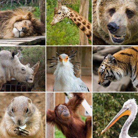 collage photo composition of some wild animals collage photo composition of some wild animals