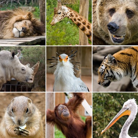 collage photo composition of some wild animalsの写真素材