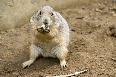 photo of a cute wild prarie dog in the parkの写真素材