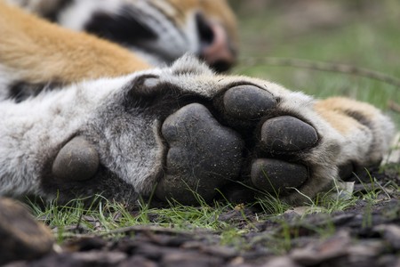 Close up photo of a big wild tigerの写真素材