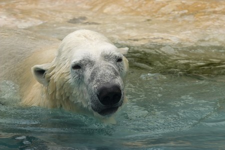 photo of a white polar zoo in the parkの写真素材