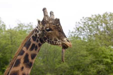 photo of a tall wild giraffe in the parkの写真素材
