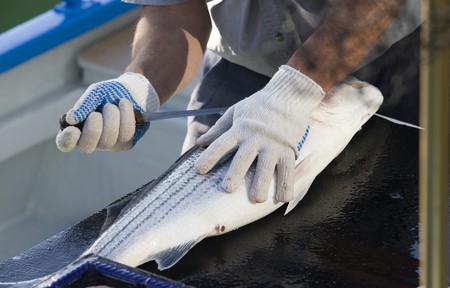 Fisherman cleaning a fresh catched salmon in San Francisco