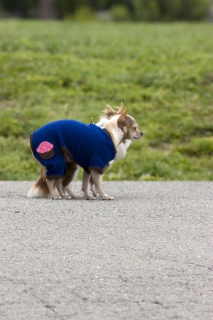 Pretty little dog with a cute dress in San Franciscoの写真素材