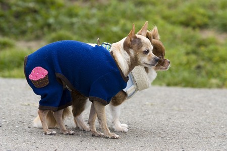 Pretty little dog with a cute dress in San Franciscoの写真素材