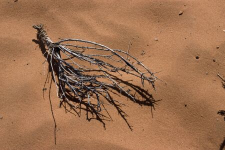 Dry bush in the arizona desertの写真素材