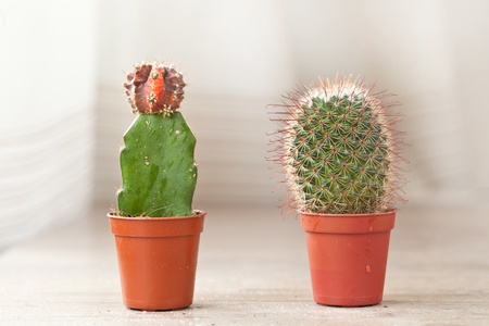 Little exotic spiked cactus plant for interior decoration