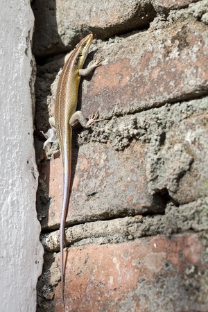 Close up photo of an african lizard on the wallの写真素材