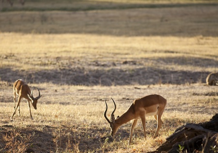 Wild gazelle walking in the bush in Africaの写真素材
