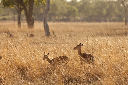 Wild gazelle walking in the bush in Africaの写真素材