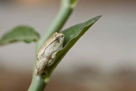 Very small frog on a leaf in Africa