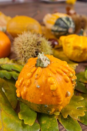 Cute autumn decorative pumpkins backgroundの写真素材