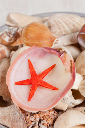 Different kind of sea shells and a cute starfishの写真素材