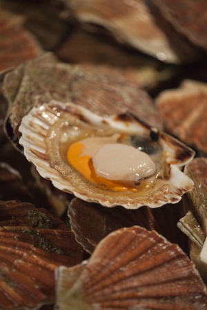 Photo of a fresh raw scallops at the market