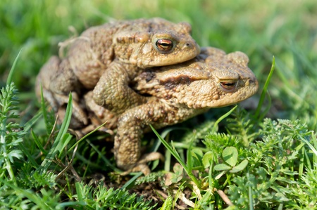 Couple Of mating Toads  in spring seasonの写真素材