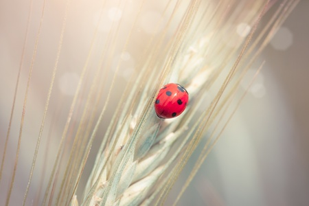 Cute ladybug on a spike in a wheat fieldの写真素材