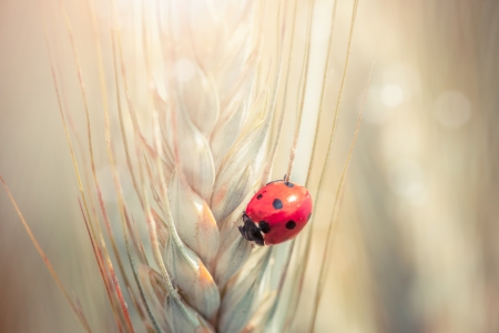Cute ladybug on a spike in a wheat fieldの写真素材