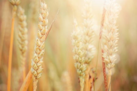 Raw wheat plants growing in the countrysideの写真素材