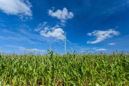 Beautiful corn field with wind turbines and a blue skyの写真素材