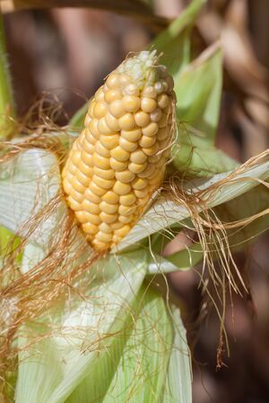 Some fresh raw corn in the countrysideの写真素材