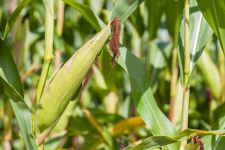 Some fresh raw corn in the countryside