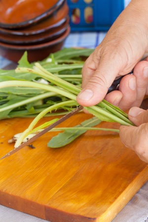 Preparing some fresh wild chicory to be cookedの写真素材