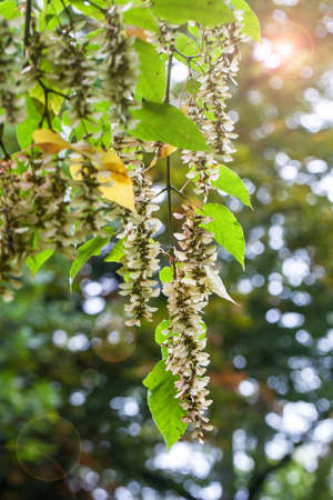 Typical leaves in the Autumn season, full of colors