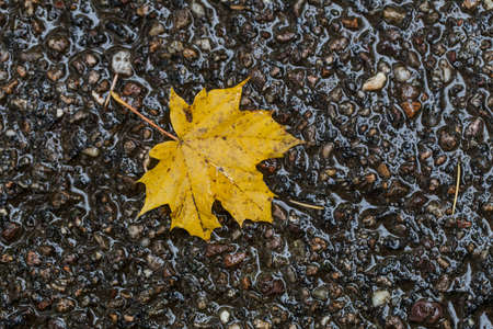 Typical leaves in the Autumn season, full of colorsの写真素材