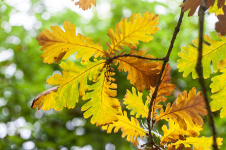 Typical leaves in the Autumn season, full of colors