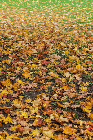 Typical leaves in the Autumn season, full of colors