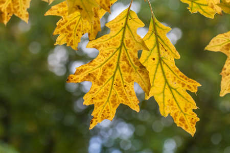 Typical leaves in the Autumn season, full of colorsの写真素材
