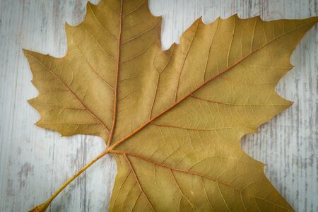 Close up of an autumn leaf on a wooden background
