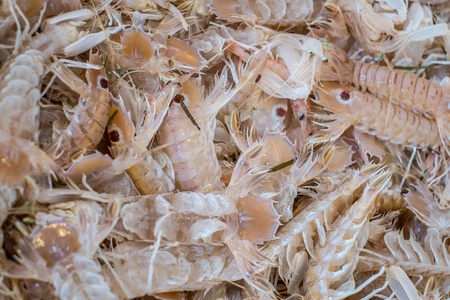 Fresh mantis shrimps on sale at the market in south of Italyの写真素材
